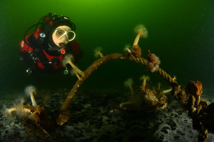Marco Reijnen groothoek met model 6de plek keuze categorie, ONK onderwaterfotografie 2021