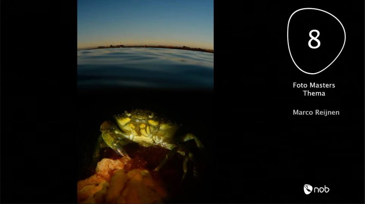 Marco Reijnen 8ste in de thema categorie, ONK onderwaterfotografie 2021